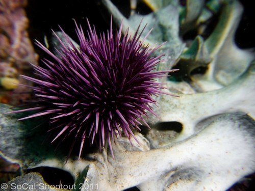 southern california underwater photo shootout winners