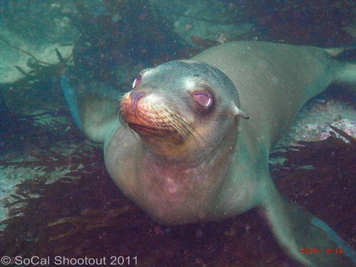 southern california underwater photo shootout winners