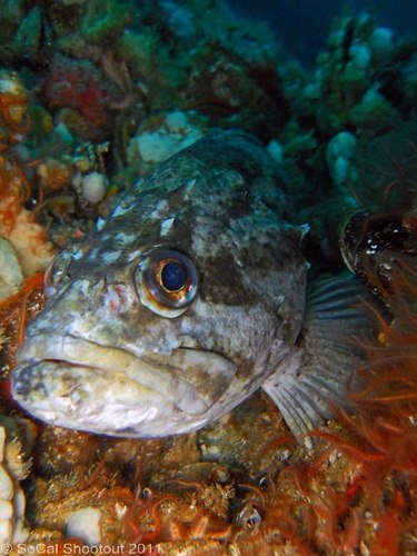 southern california underwater photo shootout winners