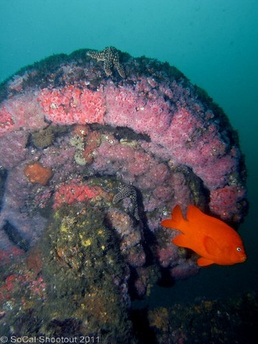 southern california underwater photo shootout winners
