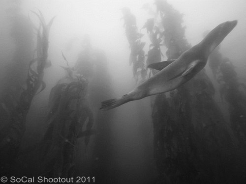 southern california underwater photo shootout winners