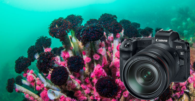 Canon EOS R Camera Review