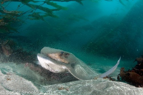 southern california underwater photo shootout winners