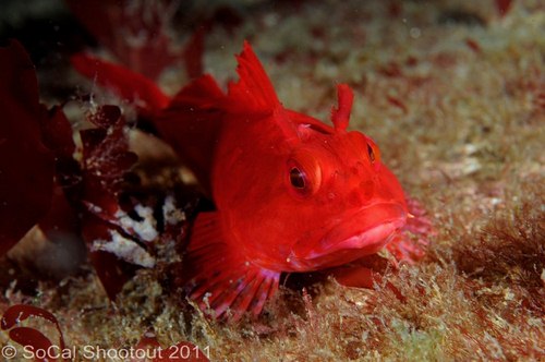 southern california underwater photo shootout winners