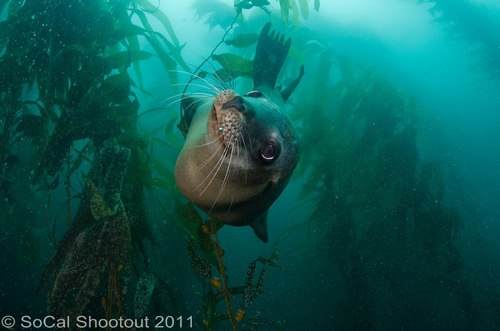 southern california underwater photo shootout winners