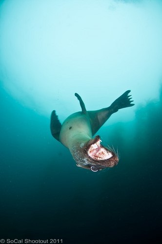 southern california underwater photo shootout winners