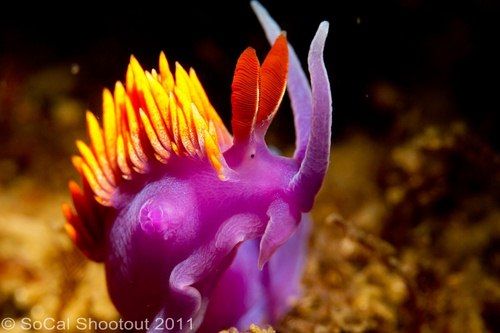 southern california underwater photo shootout winners