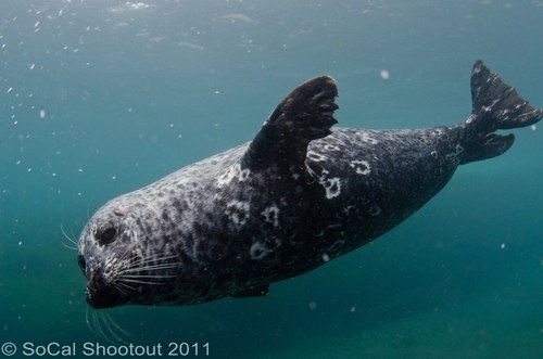 southern california underwater photo shootout winners