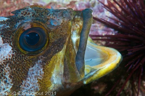southern california underwater photo shootout winners