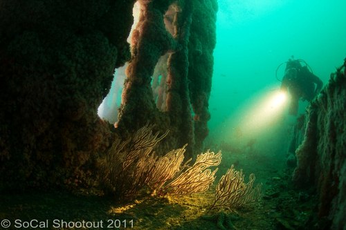 southern california underwater photo shootout winners