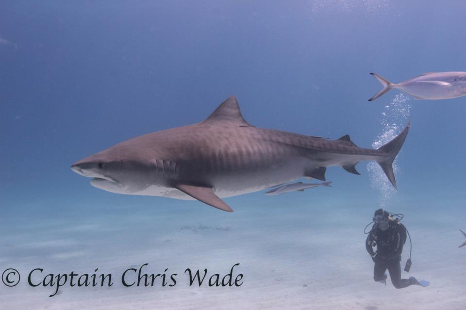 White shark by Chris Wade