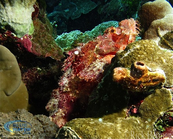 recsea g12 underwater photo