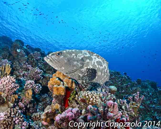 grouper spawning fakarava
