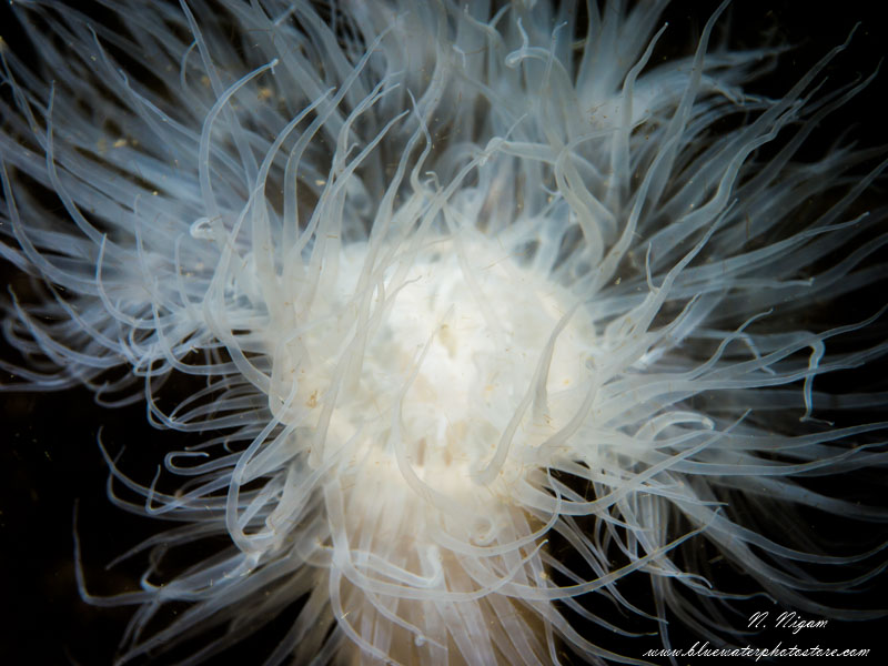 metridium anemone photo with a single Symbiosis SS3 strobe