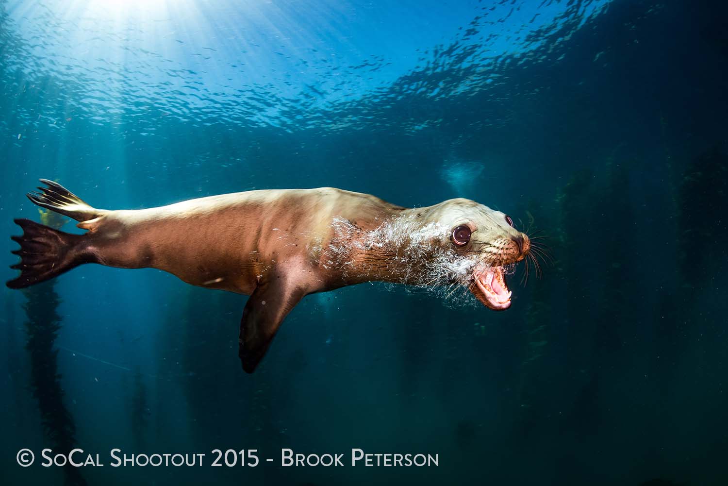 Bluewater Photo SoCal Shootout winners 2015