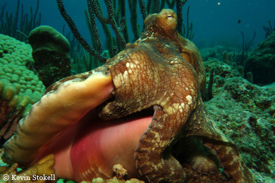 Sony RX100 Underwater Housing image of Octopus