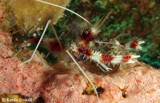 Sony RX100 underwater photo of Shrimp