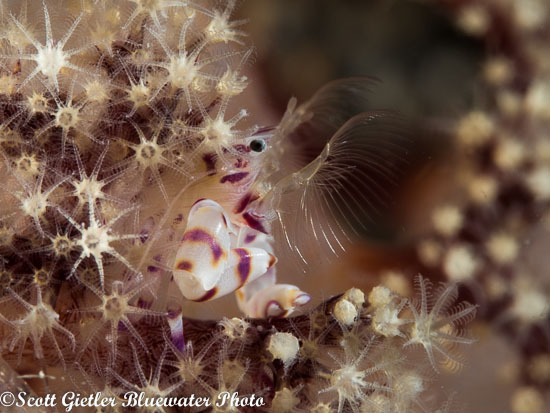 Olympus 60mm macro lens underwater photography