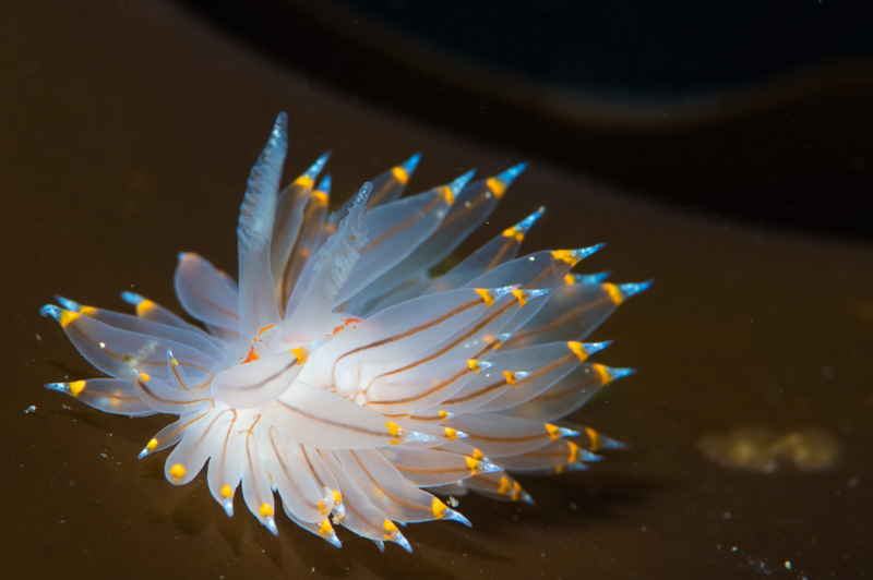 Beautiful macro photograph of a janolus nudibranch captured with a single Sea & Sea YS-D1 strobe.The targeting light can be a useful focusing light during macro photos. The beam quality is soft and even, perfect for elegant macro photographs