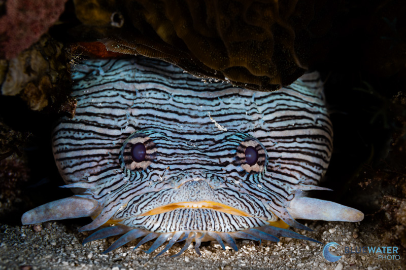 splendid toadfish photographed with the Nikon Z8