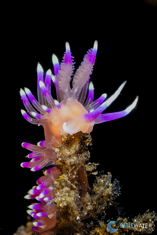 canon r100 nudibranch photo with rf 100mm macro