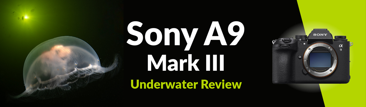 Sony A9 III Underwater Review
