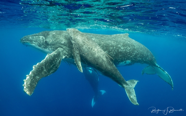 Bryan Blauvelt Humpback Whale Photo