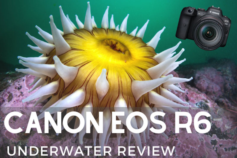 Canon EOS R6 Underwater Review