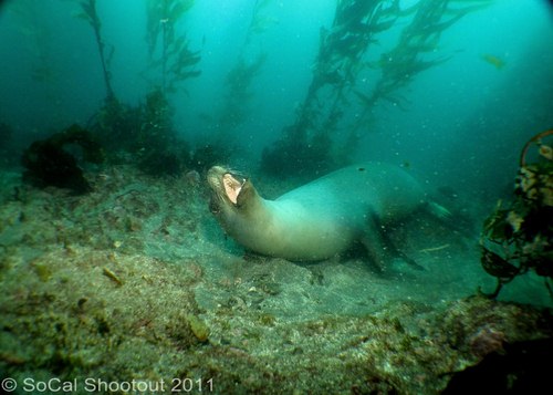 southern california underwater photo shootout winners
