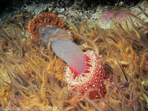 southern california underwater photo shootout winners