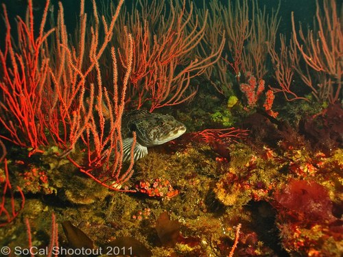 southern california underwater photo shootout winners