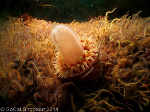 southern california underwater photo shootout winners
