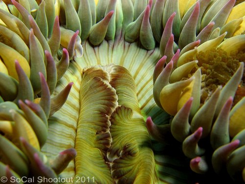 southern california underwater photo shootout winners