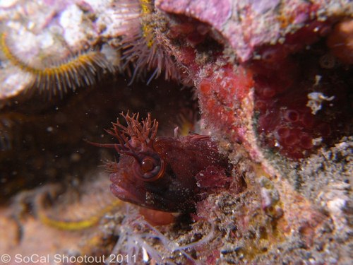 southern california underwater photo shootout winners