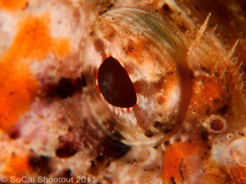 southern california underwater photo shootout winners