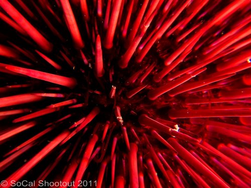 southern california underwater photo shootout winners