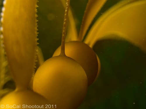 southern california underwater photo shootout winners