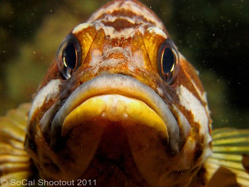 southern california underwater photo shootout winners