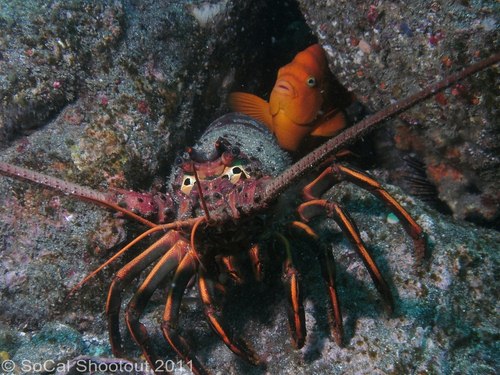 southern california underwater photo shootout winners