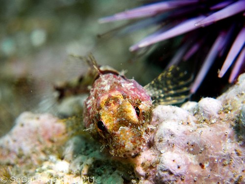 southern california underwater photo shootout winners
