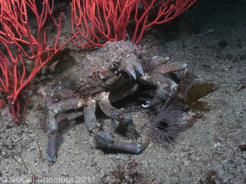 southern california underwater photo shootout winners