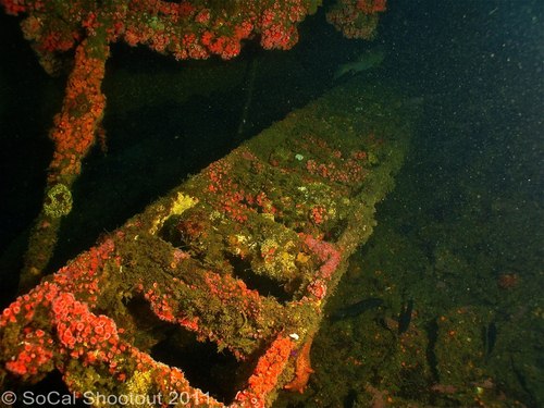 southern california underwater photo shootout winners