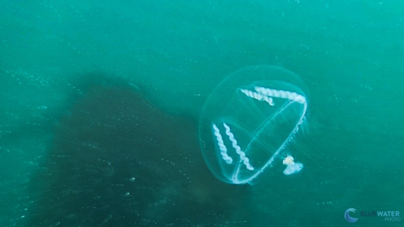 Jellyfish captured with kraken video light and smartphone housing