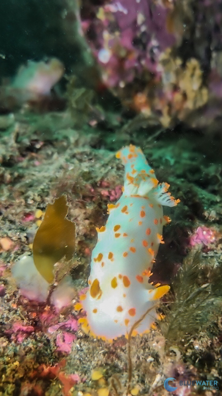 nudibranch photographed with samsung galaxy s22