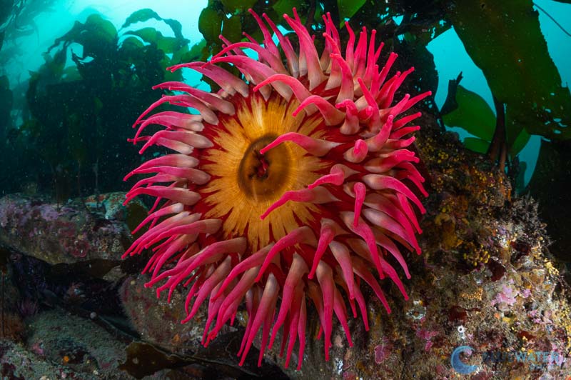 anemone nikon 60mm