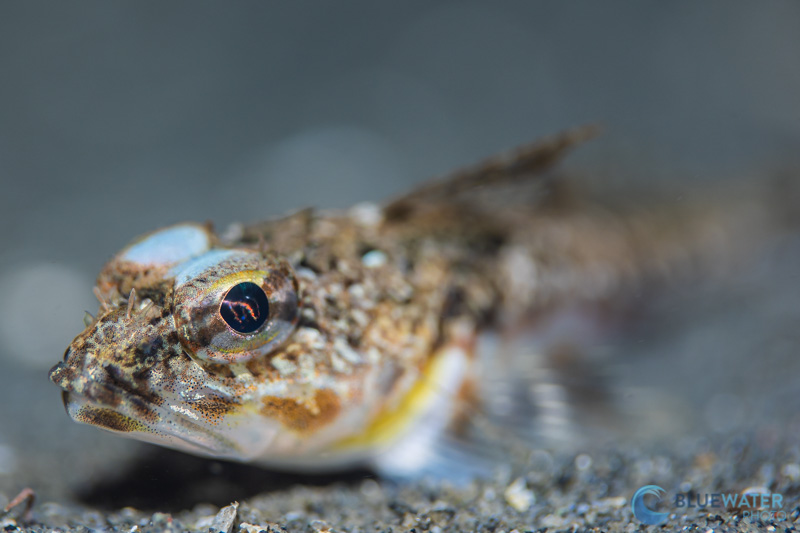 fish photographed with the canon eos r6