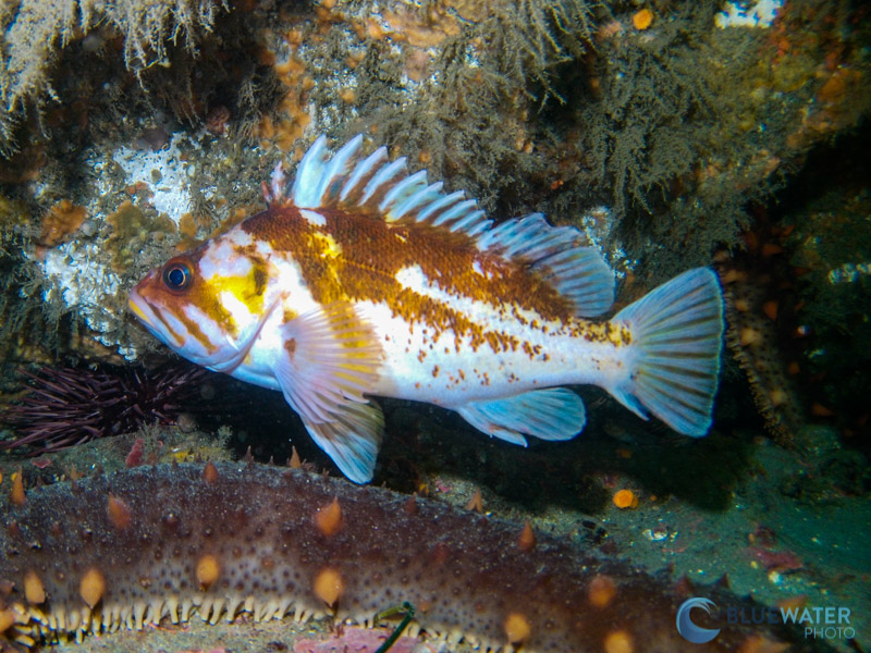 sealife reefmaster rm4k photo