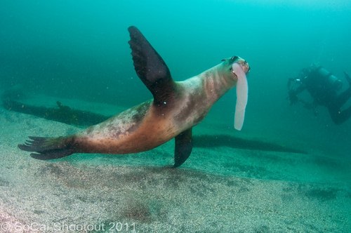 southern california underwater photo shootout winners
