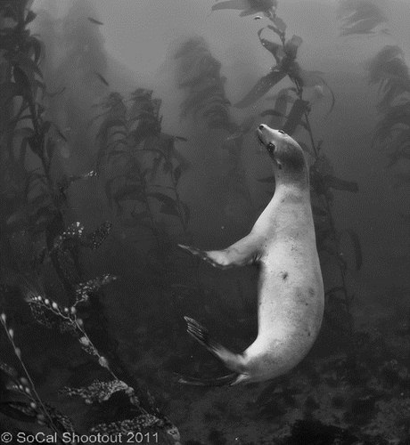 southern california underwater photo shootout winners