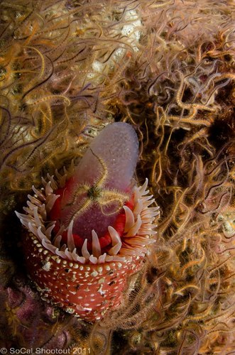 southern california underwater photo shootout winners
